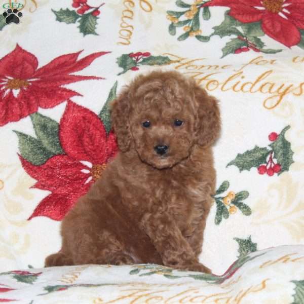 Jubilee, Cavapoo Puppy